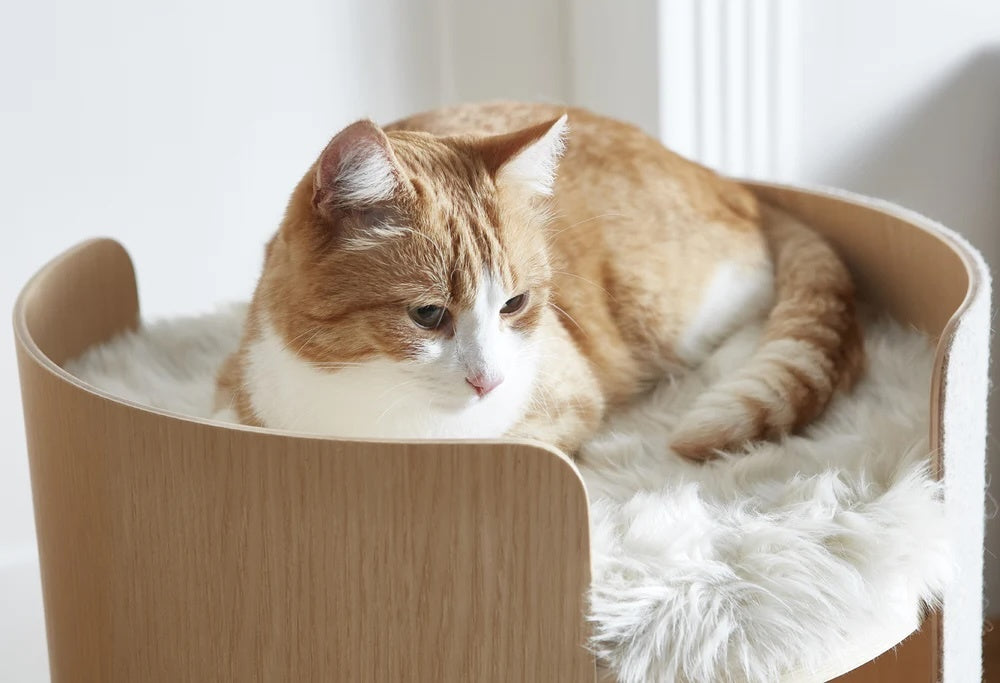 Fuzzy Cat Cushion